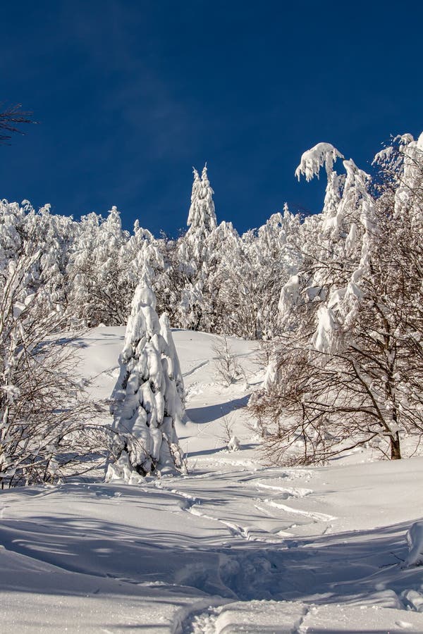 Spruce trees covered in snow in the mountains