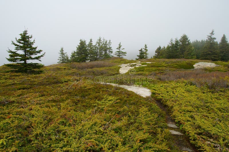 Spruce Trees in a Foggy Spring Morning. Stock Photo Image of maine