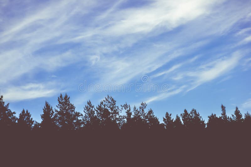 Spruce trees and sky with clouds on sunset royalty free stock photo Spruce trees and sky with clouds on sunset royalty free stock photo