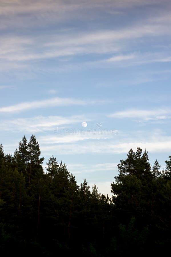 Spruce trees and sky with clouds on sunset royalty free stock images Spruce trees and sky with clouds on sunset royalty free stock images