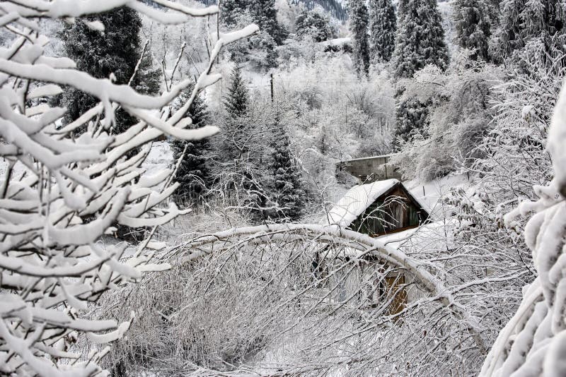 Snow in the mountain forest.