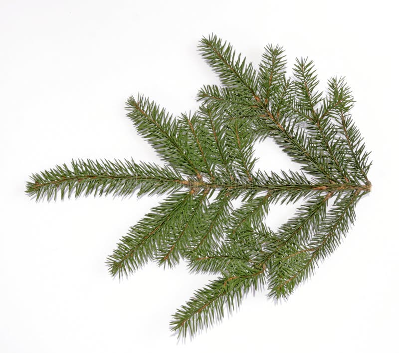 Spruce twig