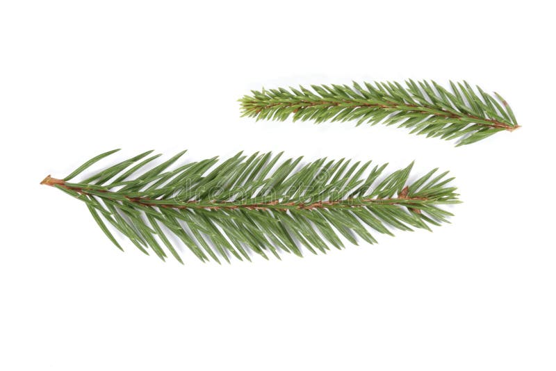 Spruce twigs