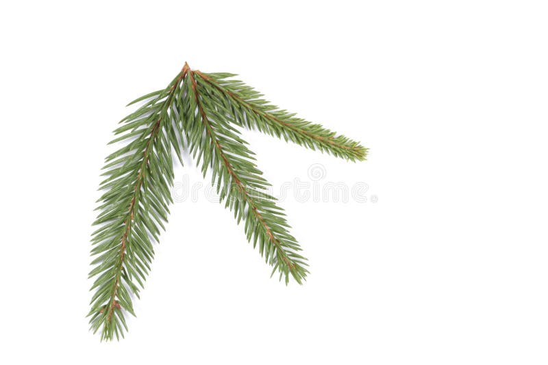 Spruce twigs