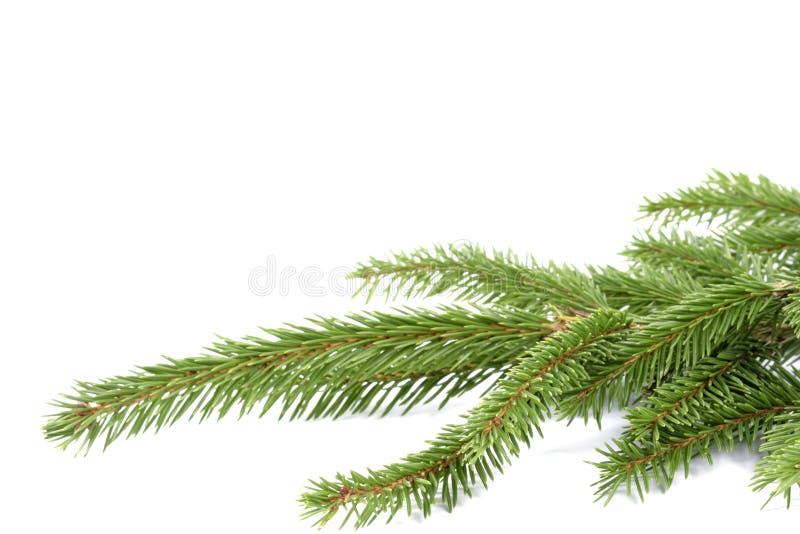 Spruce twigs