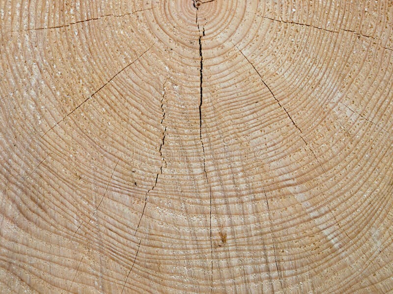 Spruce wood with tree-rings