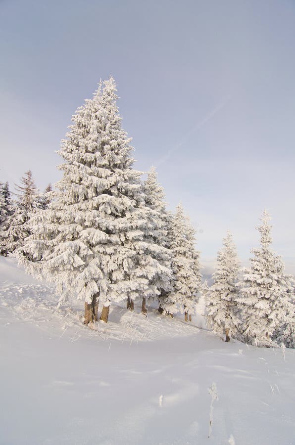 Spruces covered in snow