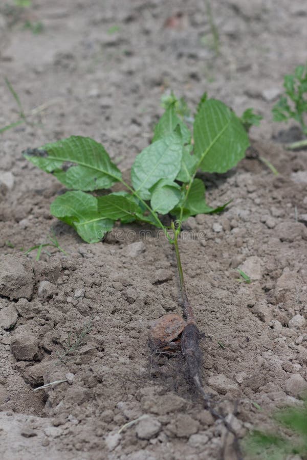 Spruit van een jonge okkernoot, op grondachtergrond royalty-vrije stock foto Spruit van een jonge okkernoot, op grondachtergrond royalty-vrije stock foto
