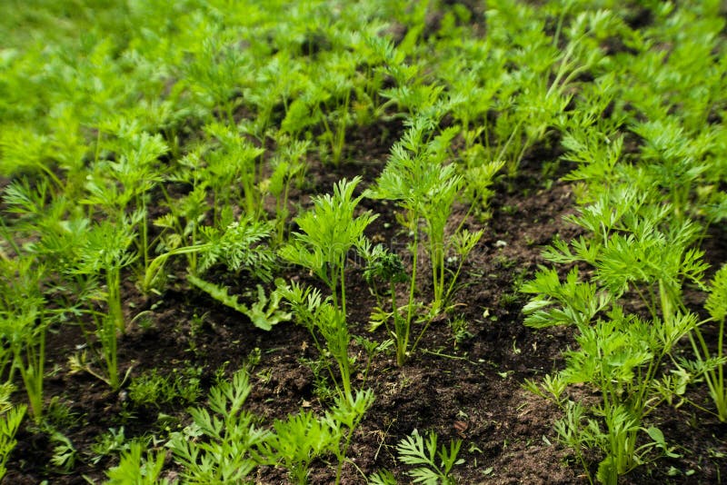 Spruiten van jonge wortelen op een zonnige dag in de tuin royalty-vrije stock afbeeldingen Spruiten van jonge wortelen op een zonnige dag in de tuin royalty-vrije stock afbeeldingen