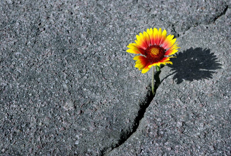 Crack on the Asphalt Road. a Crack in the Asphalt and a Beautiful