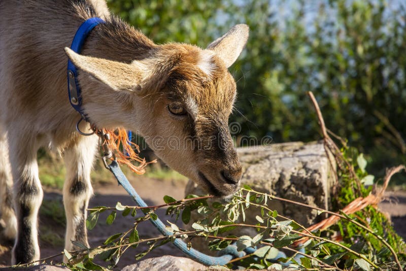 Spruzzare capre su cespugli e erba. L'animale popolare è capra ed era amico degli altri
