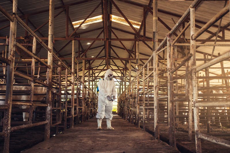 People wearing personal protective equipment or PPE with spraying disinfectant for protection pandemic of disease in cattle farm. Agriculture cattle farm industry. People wearing personal protective equipment or PPE with spraying disinfectant for protection pandemic of disease in cattle farm. Agriculture cattle farm industry