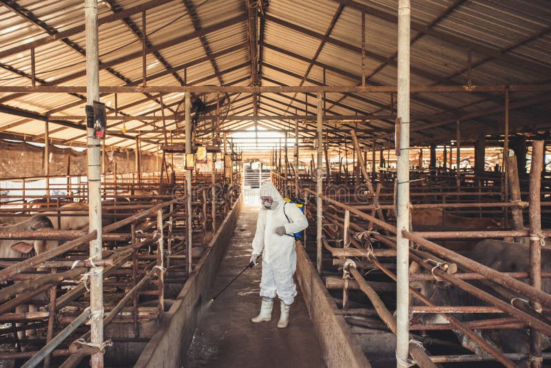People wearing personal protective equipment or PPE with spraying disinfectant for protection pandemic of disease in cattle farm. Agriculture cattle farm industry. People wearing personal protective equipment or PPE with spraying disinfectant for protection pandemic of disease in cattle farm. Agriculture cattle farm industry