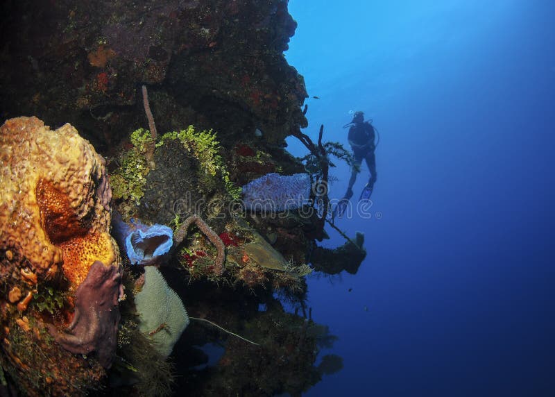 Spugne - Roatan, Honduras fotografia stock libera da diritti Spugne - Roatan, Honduras fotografia stock libera da diritti