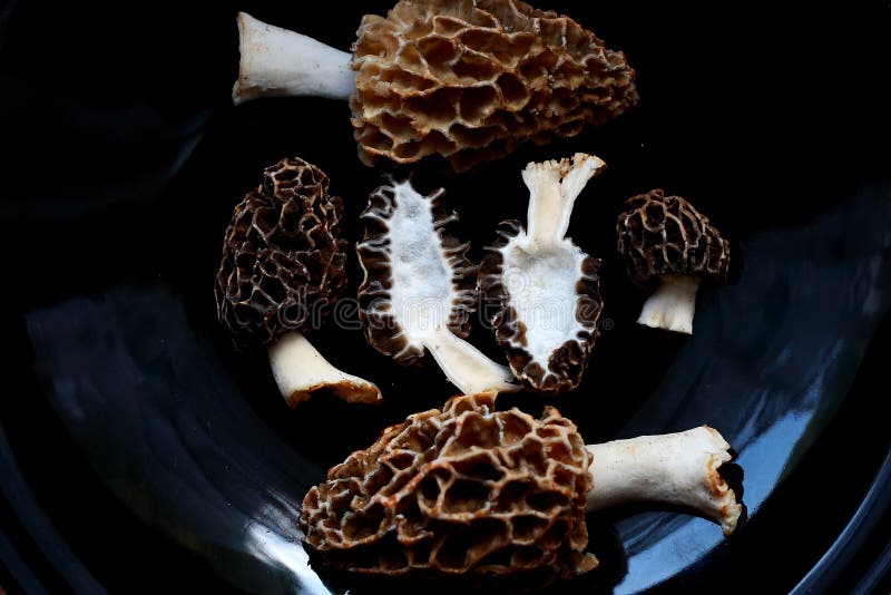 Cottura Dei Funghi Della Spugnola Fungo Delizioso Commestibile