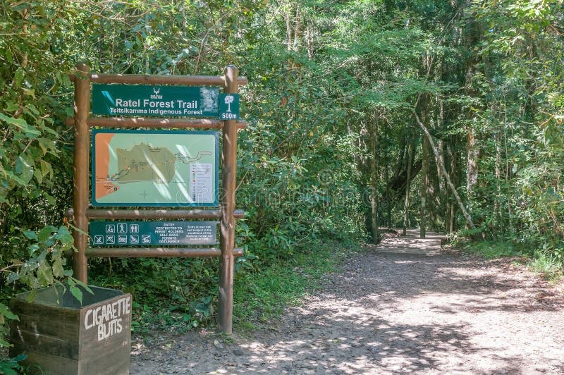 Spur zum 1000 Jährige Yellowwoodbaum lizenzfreies stockbild Spur zum 1000 Jährige Yellowwoodbaum lizenzfreies stockbild