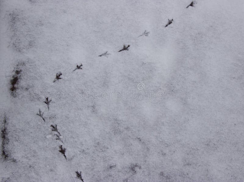 Spuren von V?geln im Schnee lizenzfreies stockbild Spuren von V?geln im Schnee lizenzfreies stockbild