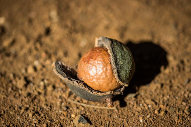 Noce di macadamia che si apre fotografie stock