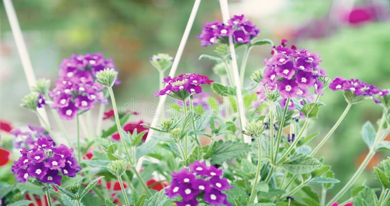 Spurhaltung des Schusses auf Blumenanlage