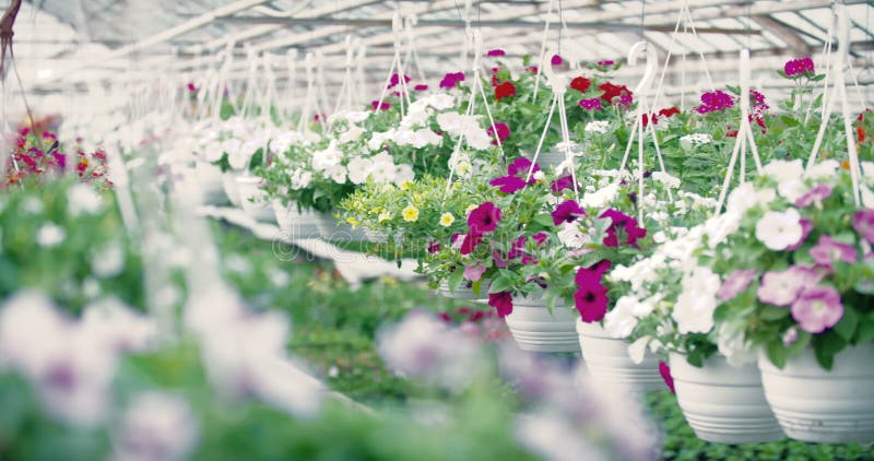 Spurhaltung des Schusses auf Blumenanlage