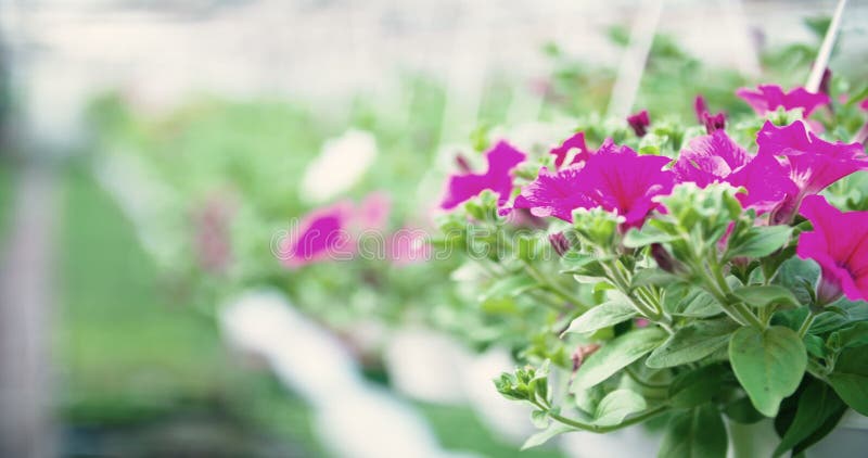 Spurhaltung des Schusses auf Blumenanlage