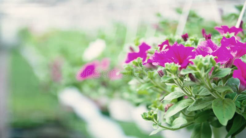 Spurhaltung des Schusses auf Blumenanlage