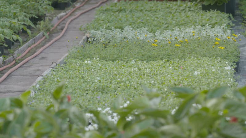 Spurhaltung des Schusses auf Blumenanlage