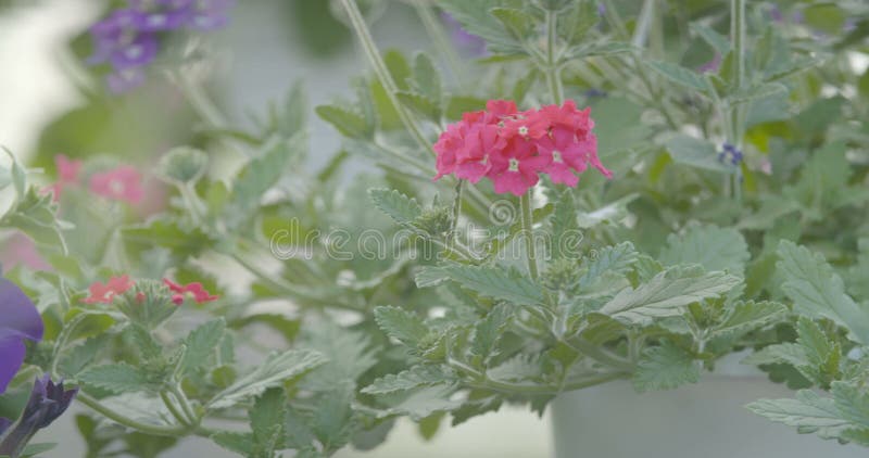 Spurhaltung des Schusses auf Blumenanlage