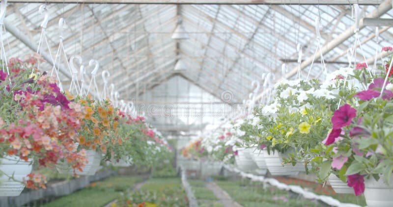 Spurhaltung des Schusses auf Blumenanlage