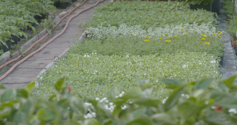 Spurhaltung des Schusses auf Blumenanlage