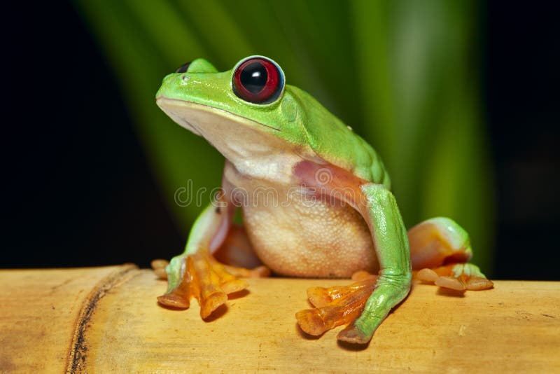 Spurrelli di Agalychnis della rana di albero di volo immagine stock libera da diritti Spurrelli di Agalychnis della rana di albero di volo immagine stock libera da diritti