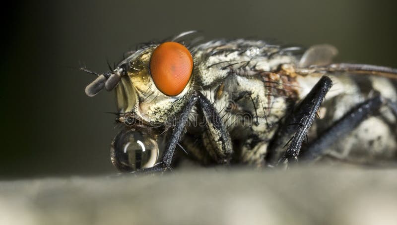Download Spyfluga På Rosa Färgblomman Arkivfoto - Bild av close, fluga: 37347218