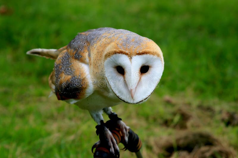 Spying barn owl