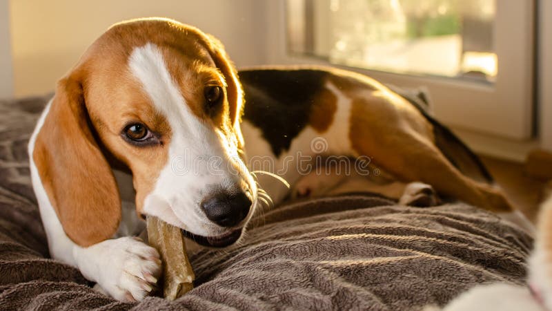 Spürhundwelpe, der auf einem Hundeimbiß kaut lizenzfreies stockfoto Spürhundwelpe, der auf einem Hundeimbiß kaut lizenzfreies stockfoto