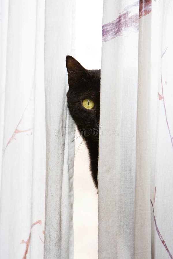 Black cat with bright green eyes peeks with one eye, around a white curtain. Black cat with bright green eyes peeks with one eye, around a white curtain