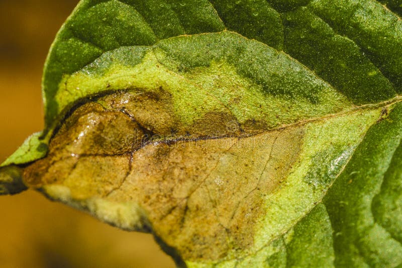 Late blight disease on a potato leaf in a farm in Algiers, Algeria. Late blight disease on a potato leaf in a farm in Algiers, Algeria