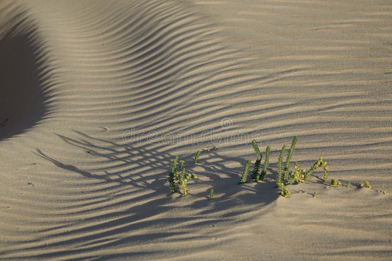 Später Nachmittag der niedrigen Sonne, im Naturpark, Corralejo, Fuertevent lizenzfreie stockbilder Später Nachmittag der niedrigen Sonne, im Naturpark, Corralejo, Fuertevent lizenzfreie stockbilder