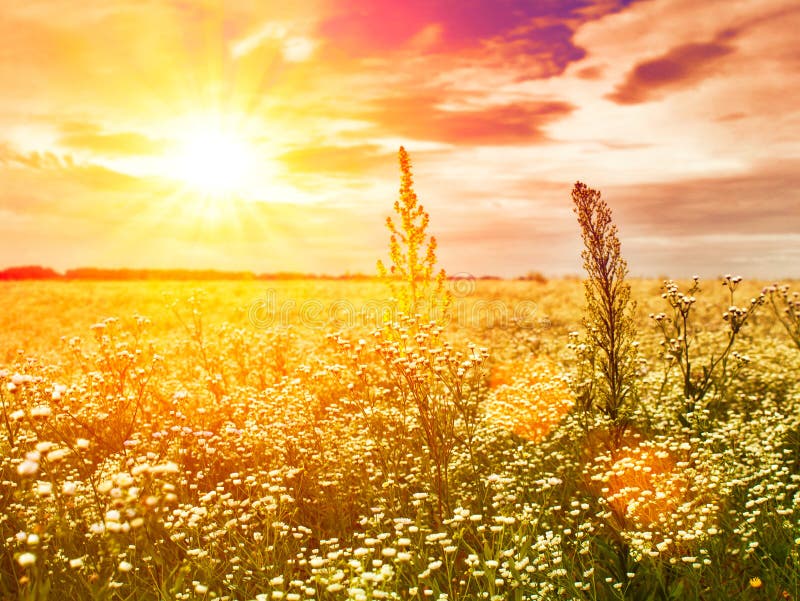 Late sunset on the summer meadow, natural landscape. Late sunset on the summer meadow, natural landscape