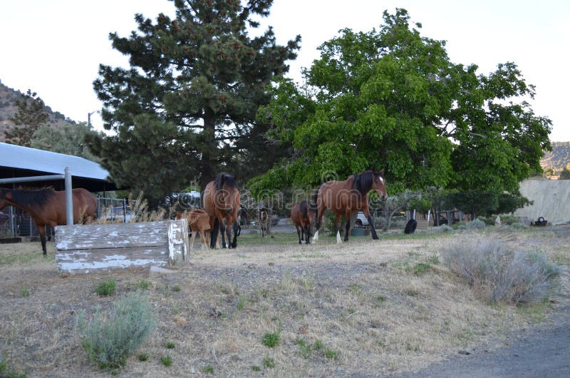 Spätfrühling in Nevada: Herde von Mustangs wandern durch Virginia City stockfoto Spätfrühling in Nevada: Herde von Mustangs wandern durch Virginia City stockfoto