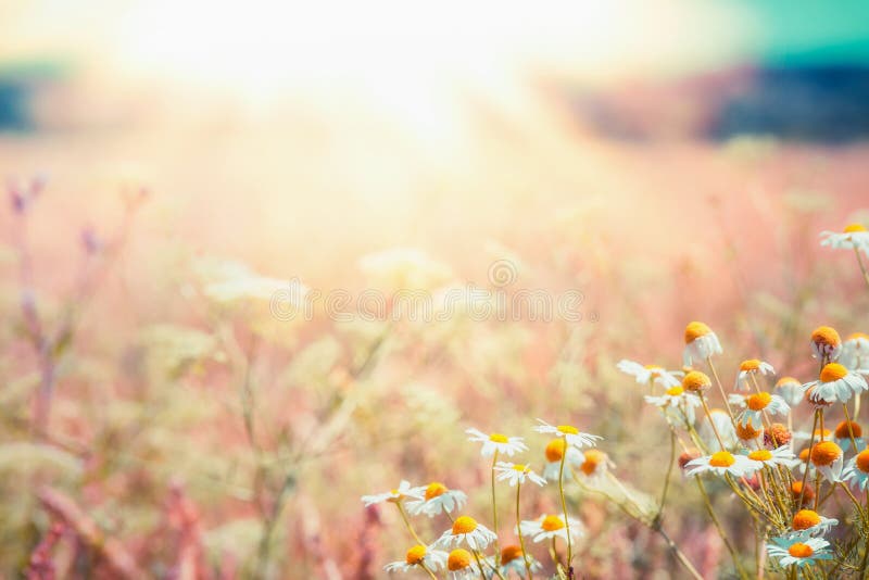 Late summer country landscape with daisies meadow and sunbeam, Beautiful summer outdoor nature background with wild flowers. Late summer country landscape with daisies meadow and sunbeam, Beautiful summer outdoor nature background with wild flowers