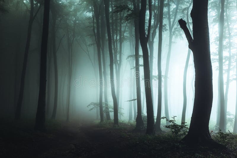 Spöklik dimmig skogslinga Mörka träd i konturer med hårt ljust komma från rätt liggande för tecknad filmfasaillustration