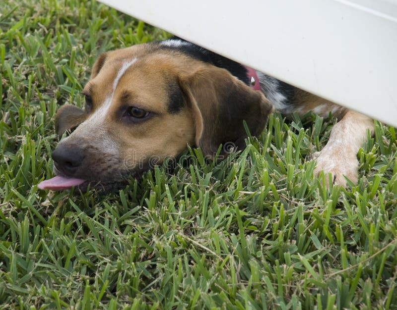 Spürhund, der Gras leckt stockfotos Spürhund, der Gras leckt stockfotos