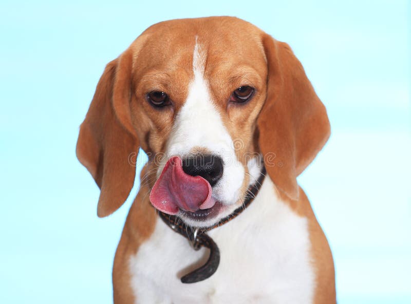 Spürhund, der Nase auf blauem Hintergrund leckt stockbilder Spürhund, der Nase auf blauem Hintergrund leckt stockbilder