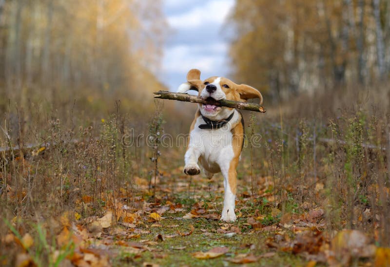 Spürhundhund, der mit einem Stock im Herbstwald spielt lizenzfreie stockbilder Spürhundhund, der mit einem Stock im Herbstwald spielt lizenzfreie stockbilder