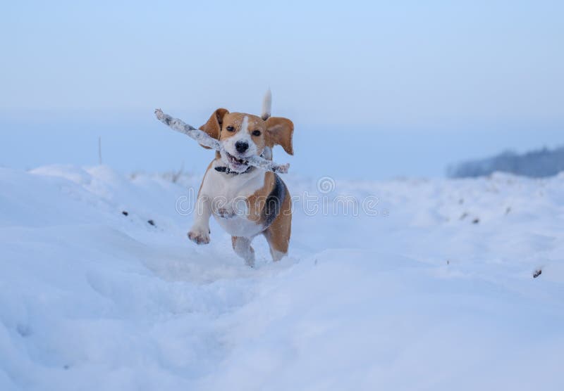 Spürhundhund, der um läuft und mit einem Stock im Schnee spielt lizenzfreie stockfotos Spürhundhund, der um läuft und mit einem Stock im Schnee spielt lizenzfreie stockfotos