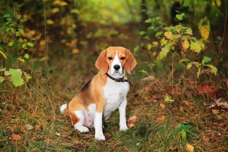 Spürhundhund im Wald stockbilder Spürhundhund im Wald stockbilder
