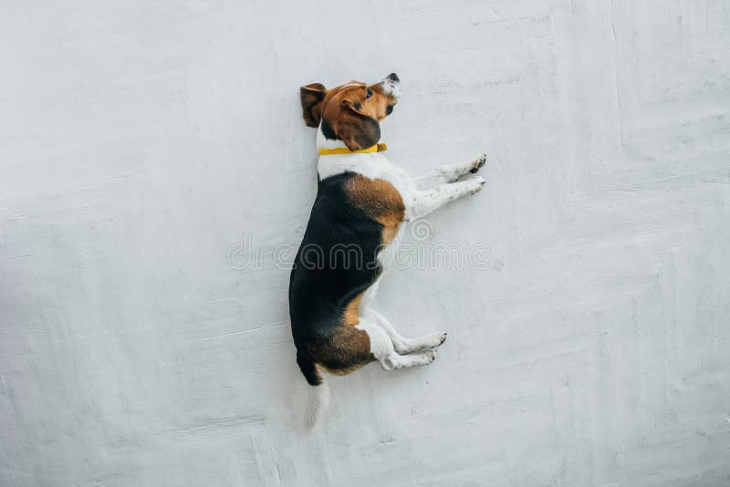 Spürhundhund mit einem gelben Kragen schlafend auf einem weißen Bretterboden Schläfriger schlafender und träumender Hund Dreifarb stockfotografie Spürhundhund mit einem gelben Kragen schlafend auf einem weißen Bretterboden Schläfriger schlafender und träumender Hund Dreifarb stockfotografie