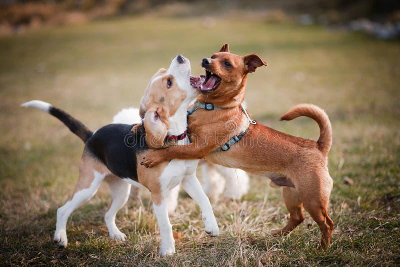 Spürhundwelpenspielen lizenzfreie stockfotografie Spürhundwelpenspielen lizenzfreie stockfotografie