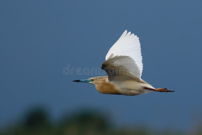 Squacco Heron