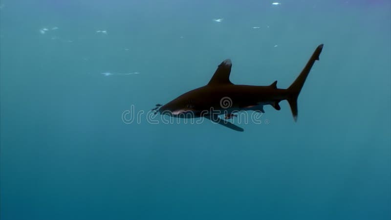 Squalo Pinna Bianca Oceanico (Carcharhinus longimanus)